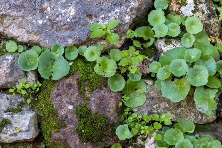 Foto de Close up view of the Umbilicus rupestris or navelwort plant. - Imagen libre de derechos