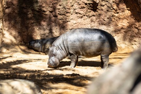 Téléchargez les photos : L'hippopotame commun, Hippopotamus amphibius, ou hippopotame, est un grand mammifère semi-aquatique herbivore originaire d'Afrique subsaharienne. - en image libre de droit