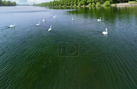 Téléchargez les photos : Cygnes au Maschsee, lac artificiel situé à Hanovre, Allemagne - en image libre de droit