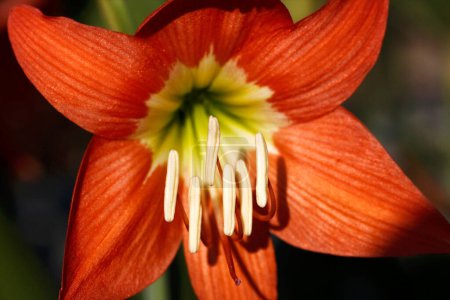 Téléchargez les photos : Fleur de lys orange avec macro photoshoot et mise au point sélective - en image libre de droit