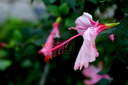 rosa brillante bougainvillea spectabilis