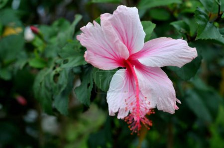 rosa leuchtende Bougainvillea spectabilis