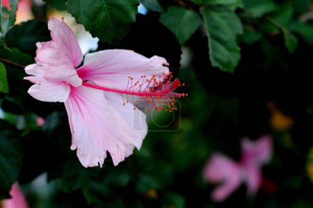 rosa leuchtende Bougainvillea spectabilis