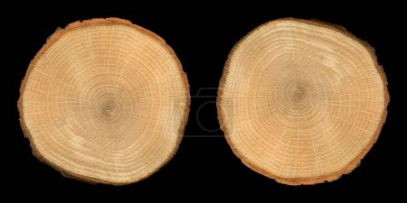 Textura de grano de madera, tronco de madera de roble, aislado sobre fondo negro