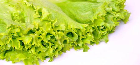 Fresh green tasty beautiful organic lettuce, bunch of green lettuce leaves, isolated on white background