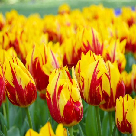 Amarillo y rojo espectaculares tulipanes y hierba en la primavera, Estambul Emirgan