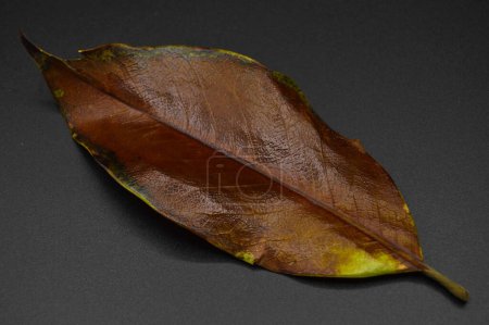 Magnolia tree dry leaf, autumn leaf of magnolia tree different colors, isolated on black background