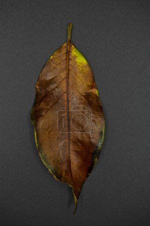 Magnolia tree dry leaf, autumn leaf of magnolia tree different colors, isolated on black background