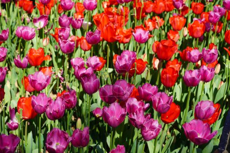 Flor bulbosa que florece cada año en abril, tulipanes rojo púrpura con colores muy vibrantes, Turquía Estambul Emirgan grove