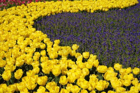 Flor bulbosa que florece cada año en abril, tulipanes amarillos con colores muy vibrantes y jacinto árabe, Turquía Estambul Emirgan grove