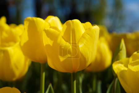 Flor bulbosa que florece cada año en abril, tulipanes amarillos con colores muy vibrantes, Turquía Estambul Emirgan grove