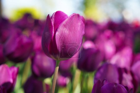 Fleur bulbeuse qui fleurit chaque année en avril, tulipes violettes aux couleurs très vibrantes, Turquie Istanbul Emirgan grove