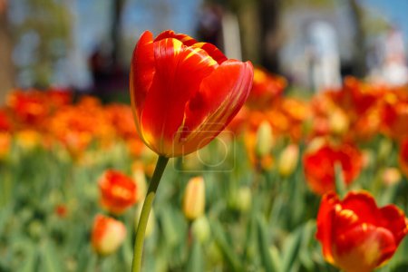 Flor bulbosa que florece cada año en abril, tulipanes rojos amarillos con colores muy vibrantes, Turquía Estambul Emirgan grove