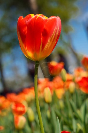 Flor bulbosa que florece cada año en abril, tulipanes rojos amarillos con colores muy vibrantes, Turquía Estambul Emirgan grove