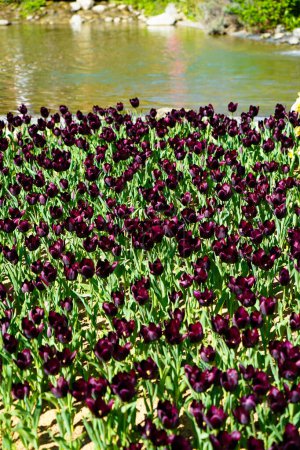 Téléchargez les photos : Bulbous flower that blooms every year in April, purple tulips with very vibrant colors, Turkey Istanbul Emirgan grove lakeside - en image libre de droit