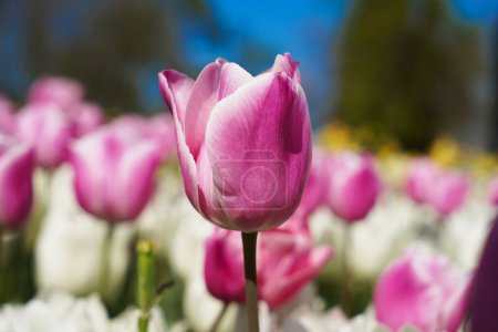 Flor bulbosa que florece cada año en abril, tulipanes blancos rosados con colores muy vibrantes, Turquía Estambul Emirgan grove