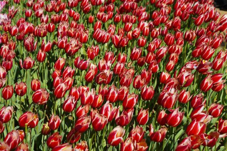 Flor bulbosa que florece cada año en abril, tulipanes rojos blancos con colores muy vibrantes, Turquía Estambul Emirgan grove