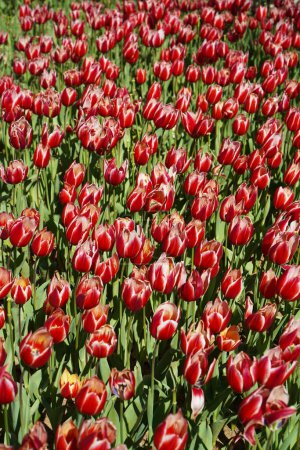 Téléchargez les photos : Bulbous flower that blooms every year in April, red white tulips with very vibrant colors, Turkey Istanbul Emirgan grove - en image libre de droit