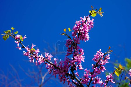 The tree called erguvan in Istanbul, which blooms purple flowers every year in april, purple flowers of cercis canadensis on the branches close-up