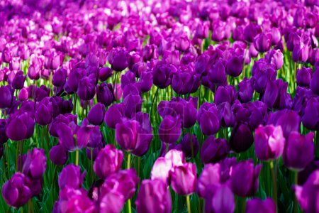 Flor bulbosa que florece cada año en abril, tulipanes morados con colores muy vibrantes, Turquía Estambul Emirgan grove