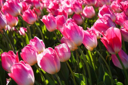 Fleur bulbeuse qui fleurit chaque année en avril, tulipes roses aux couleurs très vibrantes, Turquie Istanbul Emirgan grove