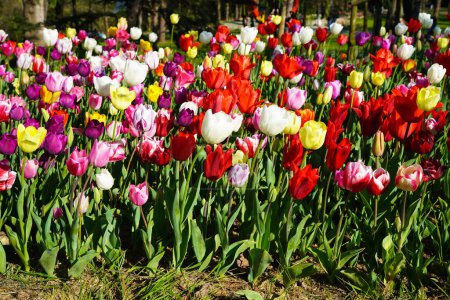 Fleur bulbeuse qui fleurit chaque année en avril, tulipes colorées aux couleurs très vibrantes, Turquie Istanbul Emirgan grove
