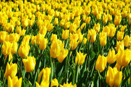 Bulbous flower that blooms every year in April, yellow tulips with very vibrant colors, Turkey Istanbul Emirgan grove