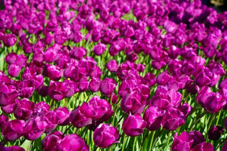 Bulbous flower that blooms every year in April, purple tulips with very vibrant colors, Turkey Istanbul Emirgan grove