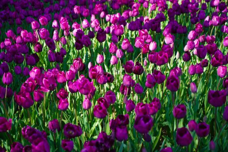 Flor bulbosa que florece cada año en abril, tulipanes morados con colores muy vibrantes, Turquía Estambul Emirgan grove