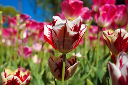 Bulbous flower that blooms every year in April, red white tulips with very vibrant colors, Turkey Istanbul Emirgan grove