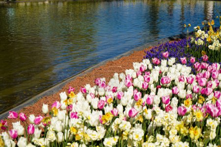Flor bulbosa que florece cada año en abril, tulipanes blancos rosados con colores muy vibrantes, Turquía Estambul Emirgan grove lakeside