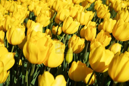 Fleur bulbeuse qui fleurit chaque année en avril, tulipes jaunes aux couleurs très vives, Turquie Istanbul Emirgan grove