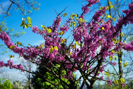Der Baum namens Erguvan in Istanbul, der jedes Jahr im April lila blüht, lila Blüten von Cercis canadensis an den Zweigen aus nächster Nähe