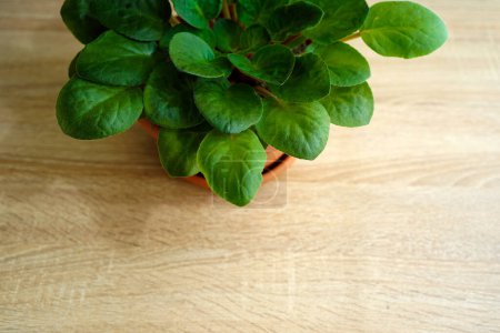 Violet leaves with vibrant green colors growing in pots indoors, on wooden oak table