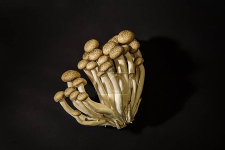 Téléchargez les photos : Fresh raw mushrooms on black background in studio - en image libre de droit