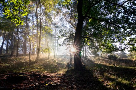 Téléchargez les photos : Sunshine in misty summer oak forest - en image libre de droit