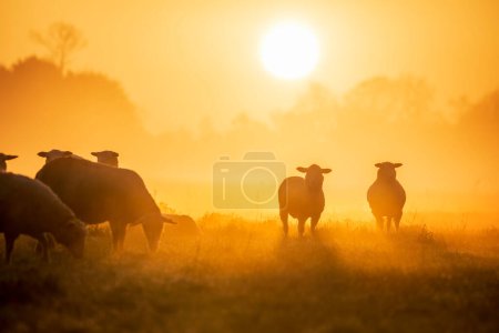 Téléchargez les photos : Sheep herd silhouette at sunrise in fog - en image libre de droit