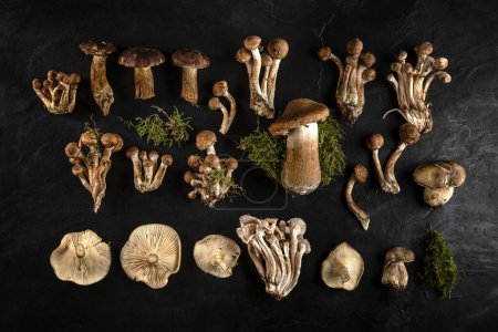 Téléchargez les photos : Many mushroom species on black background - en image libre de droit