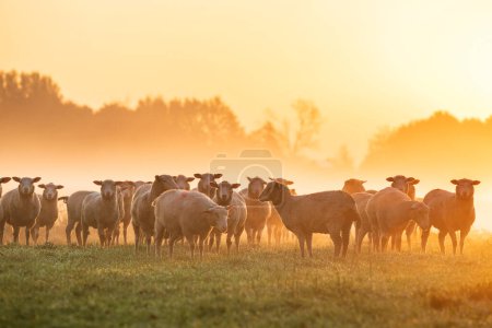 Téléchargez les photos : Sheep herd pn pasture in fog at sunrise - en image libre de droit