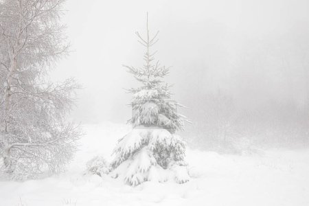Téléchargez les photos : Spruce tree in deep snow during winter - en image libre de droit