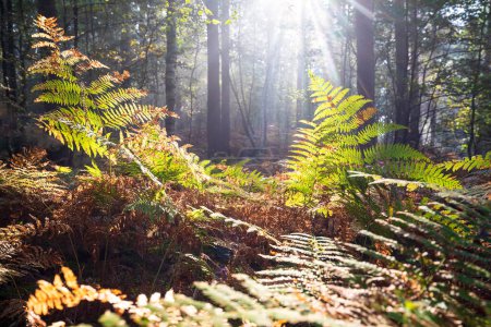 Téléchargez les photos : Sunlight in foggy forest with fern leaves in autumn - en image libre de droit