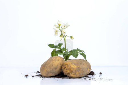 Téléchargez les photos : Raw potato over white background - en image libre de droit