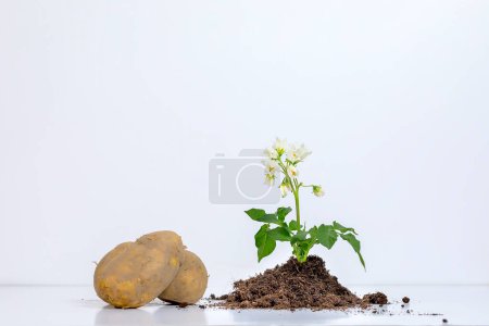 Téléchargez les photos : Raw potato with floweres over white background - en image libre de droit