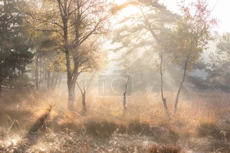 Téléchargez les photos : Golden sunlight though fog over swamp in autumn - en image libre de droit