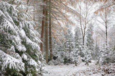 Téléchargez les photos : Beautiful snowy day in forest, Eifel, Germany - en image libre de droit