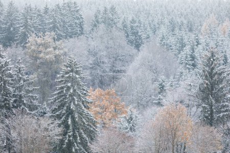 Téléchargez les photos : Autumn forest in snow, eifel, Germany - en image libre de droit