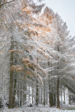 Téléchargez les photos : Snowy day in larch forest, Eifel, Germany - en image libre de droit
