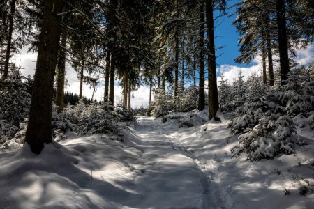 Téléchargez les photos : Sunny winter day in coniferous forest in snow - en image libre de droit