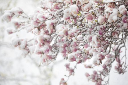 Téléchargez les photos : Magnolia blossoming tree in snowstorm in spring - en image libre de droit