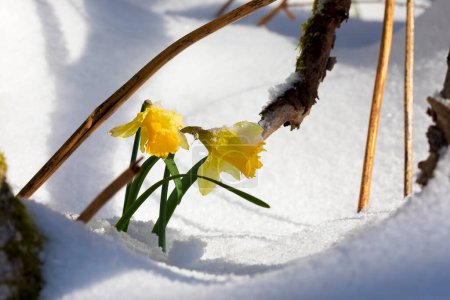 Téléchargez les photos : Daffodil flowers under snow in April, Germany - en image libre de droit